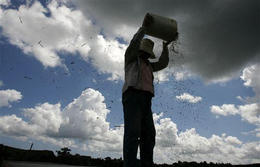 Una campesina durante la cosecha de arroz en una cooperativa Una campesina durante la cosecha de arroz en una cooperativa