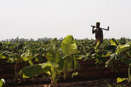 Un campesino en las afueras de La Habana. (REUTERS)
Un campesino en las afueras de La Habana. (REUTERS)