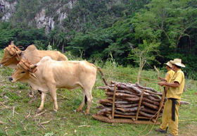 Campesinos laboran con una yunta de bueyes en el campo cubano. (Foto: Stefano Molinari)