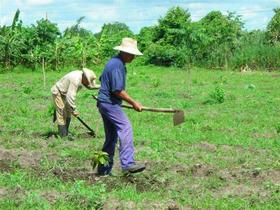Agricultores cubanos. Agricultores cubanos