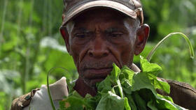 Trabajador agrícola cubano