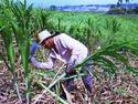 Cortador de caña cubano