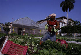Agricultor en un hidropónico de La Habana. 