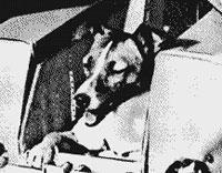 Perrita Laika Perrita Laika