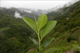 Una planta de hojas de coca en los yungas de La Paz, Bolivia Una planta de hojas de coca en los yungas de La Paz, Bolivia