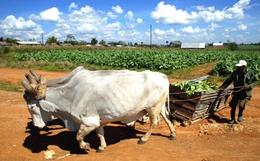 Agricultura Agricultura