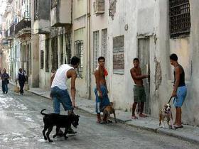 Jóvenes con perros en una calle en Cuba