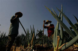 Trabajadores en un huerto urbano en La Habana Trabajadores en un huerto urbano en La Habana