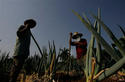 Trabajadores en un huerto urbano en La Habana Trabajadores en un huerto urbano en La Habana