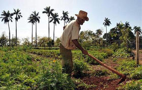 Agricultor cubano