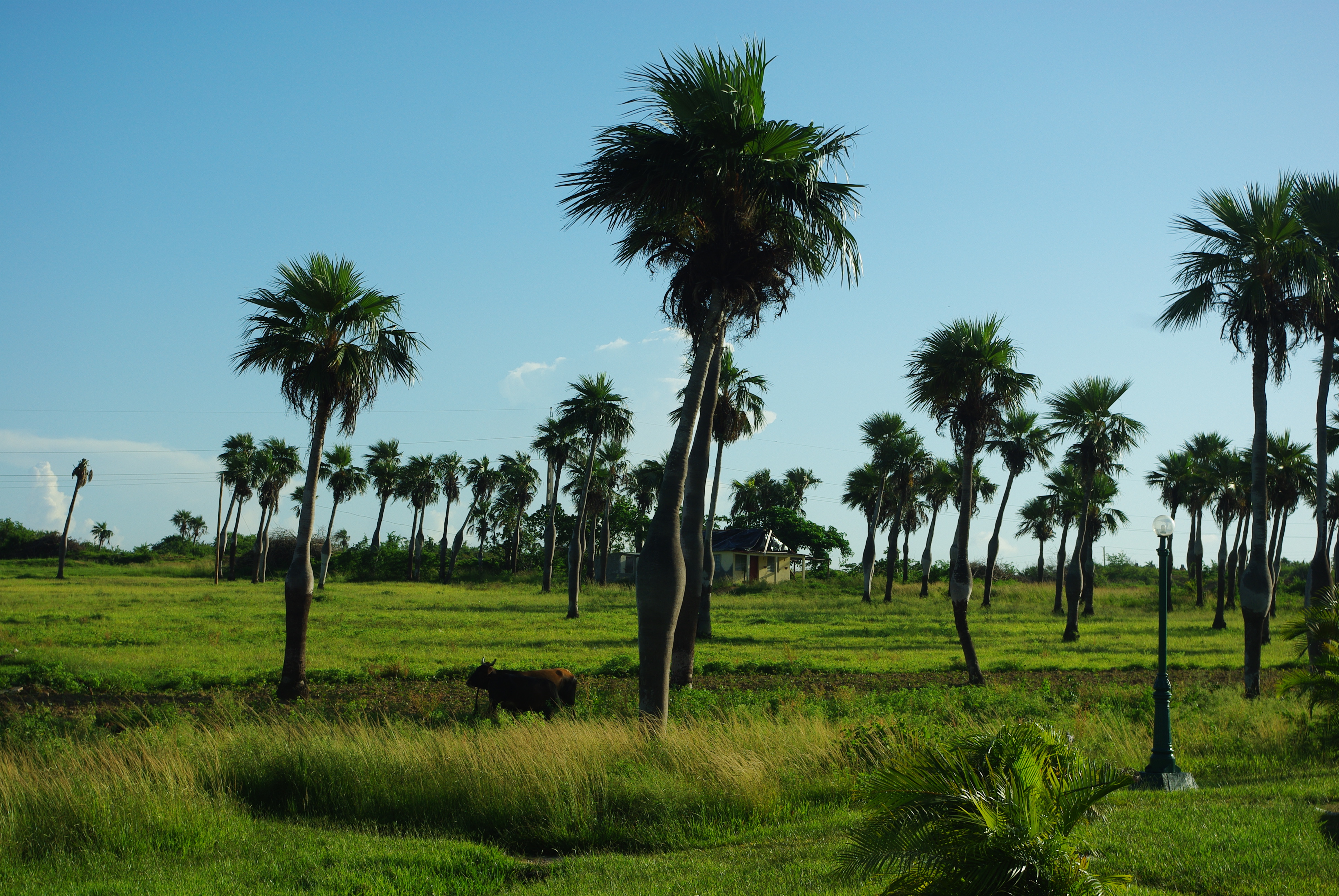 PALMAS BARRIGONAS (Colpothrinax-wrightii) EN HÁBITAT DE SA… | Flickr