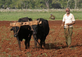 Campesino trabaja la tierra en Ceiba del Agua, La Habana, en esta foto de archivo