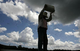 Una campesina durante la cosecha de arroz en una cooperativa