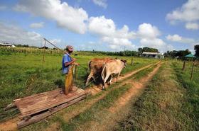 Un campesino se traslada en una especie carretilla, o “bote”, halada por bueyes en la provincia de Pinar del Río, a unos 150 kilómetros al oeste de La Habana (Cuba), en esta foto de julio de 2010