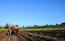 Raúl Castro: “Debemos explotar mejor la tracción animal en las labores agrícolas”