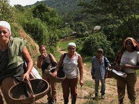 Mujeres trabajando en la cosecha cafetalera en Cuba