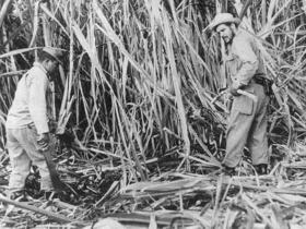 Ernesto Che Guevara cortando caña en Cuba