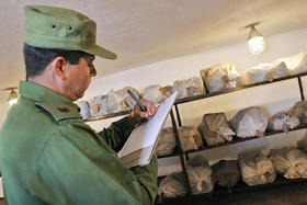 Marihuana decomisada en Cuba. Marihuana decomisada en Cuba