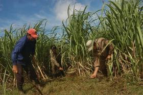 Limpia de caña en Cuba