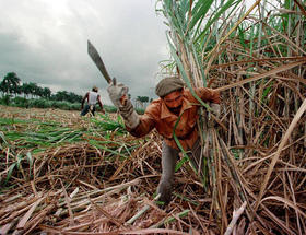 Zafra en Cuba