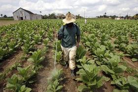 Fumigación en una plantación de tabaco en Pinar del Río, el 24 de febrero de 2009. (REUTERS)