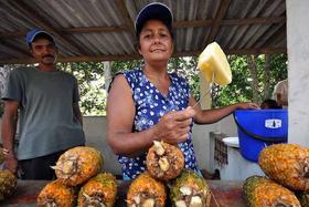 Una campesina vende pedazos de piña fresca en la zona rural de la ciudad de Baracoa, el pasado 6 de agosto de 2011