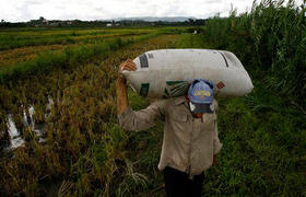 Un productor de arroz en Bahía Honda, Pinar del Río. (AP)