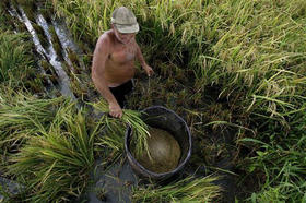 Campesino en una cooperativa de Bahía Honda, en la provincia de Pinar del Río, el 6 de junio de 2008. (AP)