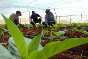 Estudiantes universitarios cubanos en trabajo agrícola