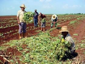 Campesinos en una empresa agrícola estatal en la provincia de Ciego de Avila, Cuba