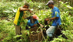 Cooperativa agrícola cubana