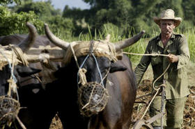 Campesino cubano siembra la tierra con la ayuda de una yunta de bueyes en esta foto de archivo