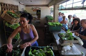 Varias personas compran vegetales en el punto de venta de un huerto urbano, el viernes 19 de agosto de 2011, en La Habana (Cuba). La agricultura urbana es una alternativa a la crónica insuficiencia de la producción rural que ha hecho que Cuba deba importar alimentos en grandes cantidades. (EFE) Varias personas compran vegetales en el punto de venta de un huerto urbano, el viernes 19 de agosto de 2011, en La Habana (Cuba). La agricultura urbana es una alternativa a la crónica insuficiencia de la producción rural que ha hecho que Cuba deba importar alimentos en grandes cantidades