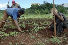 Vecinos en un organopónico de Alamar, La Habana. (JOHN MORGAN)