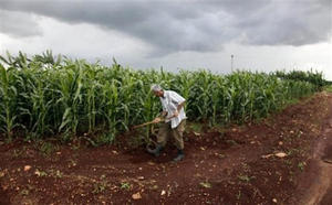 Campos en Jovellanos, Matanzas. (AP)