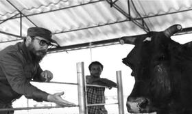 Fidel Castro y la vaca Ubre Blanca