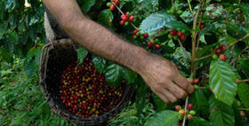 Cuba produjo 60.000 toneladas de café en 1959