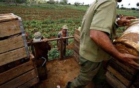 Agricultores cubanos recogen cosecha en la Isla