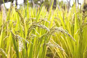La Isla importa unas 400.000 toneladas de arroz, el 60 % del consumo total de la población
