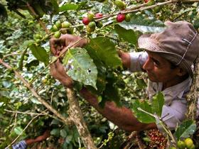 Un campesino recoge café en la Sierra Maestra, en la provincia de Santiago de Cuba
