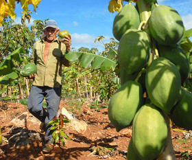 Campesino cubano en Holguín