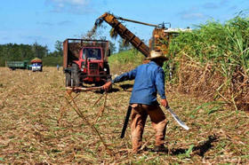 La zafra en Cuba