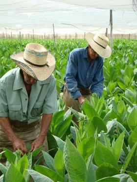 Cosecha de tabaco en Cuba