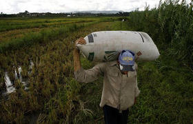 Campesino carga un saco de arroz.