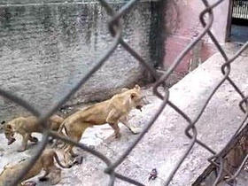 Imagen de leones en el zoológico de Camagüey, según video divulgado por el sitio Café Fuerte