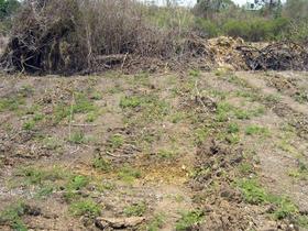 Cuba: Con una superficie agrícola de 6,6 millones, en 2007 solo unos tres millones estaban en explotación