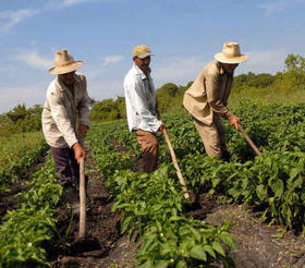 Trabajadores agrícolas en Cuba