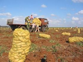 Agricultores cubanos durante la campaña de recogida de papa