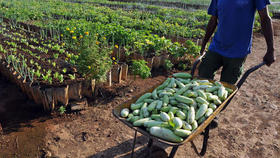 Trabajador agrícola en Cuba