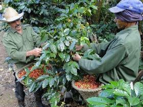 Cafetaleros cubanos